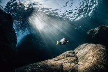 Load image into Gallery viewer, Underwater photo of fish in light shaft by Joanna Lentini