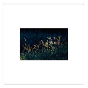Backlit Meadow — Agave Art Print