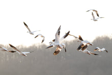 Load image into Gallery viewer, Wild Goose Chase // Nature Art Print on Wood