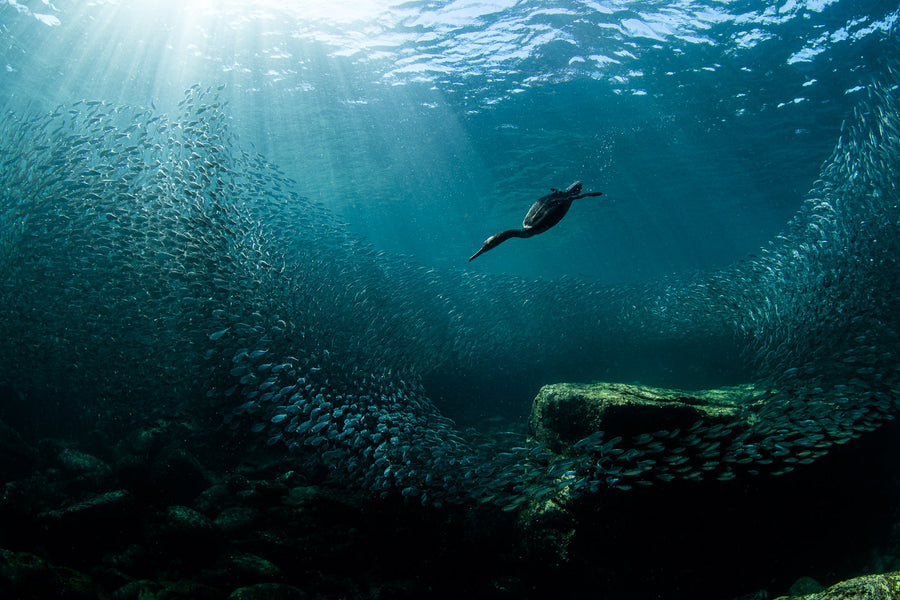 Grand Prize Winner in The National Audubon Society's Competition