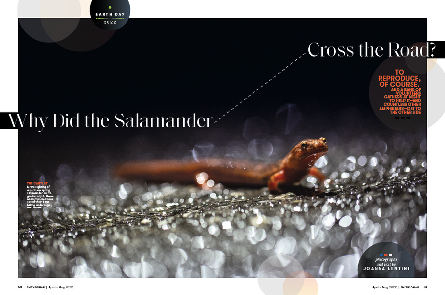 Smithsonian Magazine: Why Did the Salamander Cross the Road?