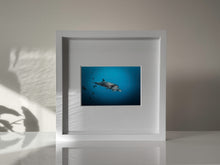 Load image into Gallery viewer, 10&quot; x 10&quot; Framed Art Print // Mother + Calf Dolphins