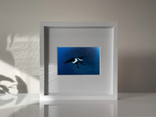 Load image into Gallery viewer, 10&quot; x 10&quot; Framed Art Print // Socorro Manta