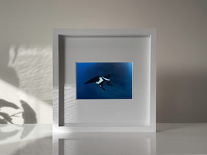 10" x 10" Framed Art Print // Socorro Manta
