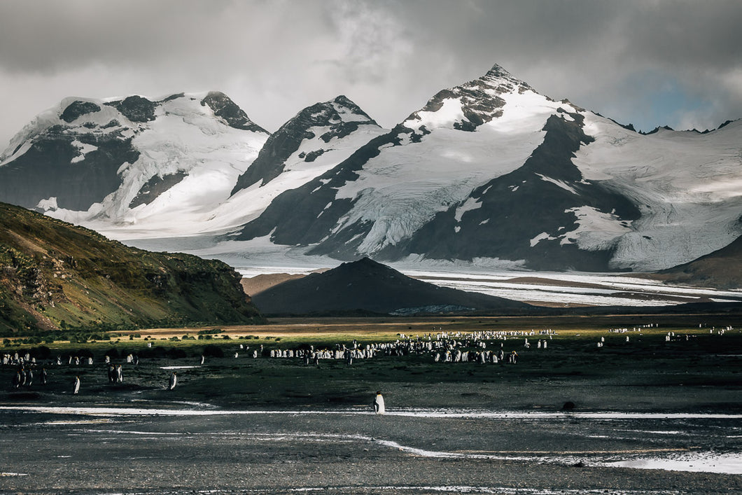 Landscape photo of penguins and mountains in South Georgia by Joanna Lentini
