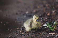 Load image into Gallery viewer, 10&quot; x 10&quot; Framed Duckling Art Print