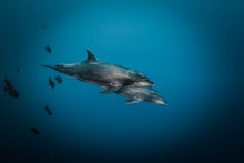 Load image into Gallery viewer, 10&quot; x 10&quot; Framed Art Print // Mother + Calf Dolphins