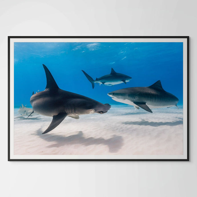 Underwater photo of sharks by Joanna Lentini