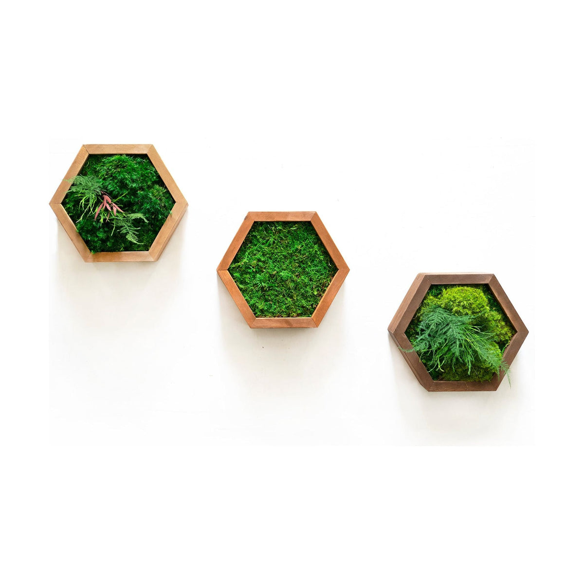 Modular Hexagons (Single Hexagon) – A Wild Life