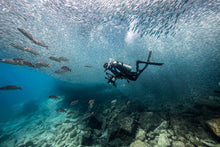 Load image into Gallery viewer, Cormorant Hunting // Underwater Art Print