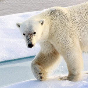 Polar Bear