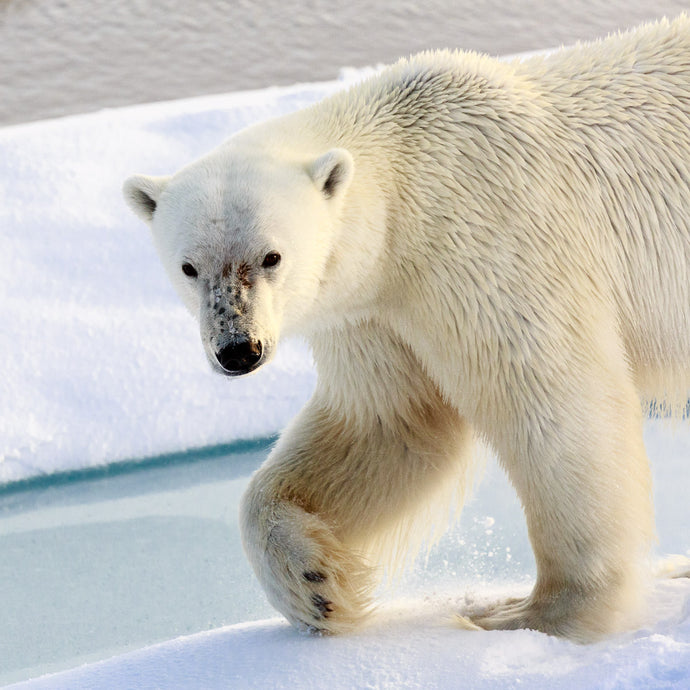 Upclose photo / portrait of polar bear in Arctic by Joanna Lentini