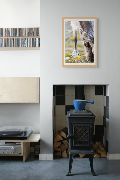 Reindeer // Wildlife Art Print