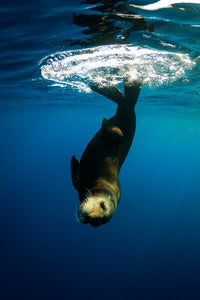 A Different Perspective // Underwater Art Print