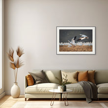 Load image into Gallery viewer, Snow Geese — Wildlife Nature Art Print
