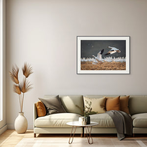 Snow Geese — Wildlife Nature Art Print