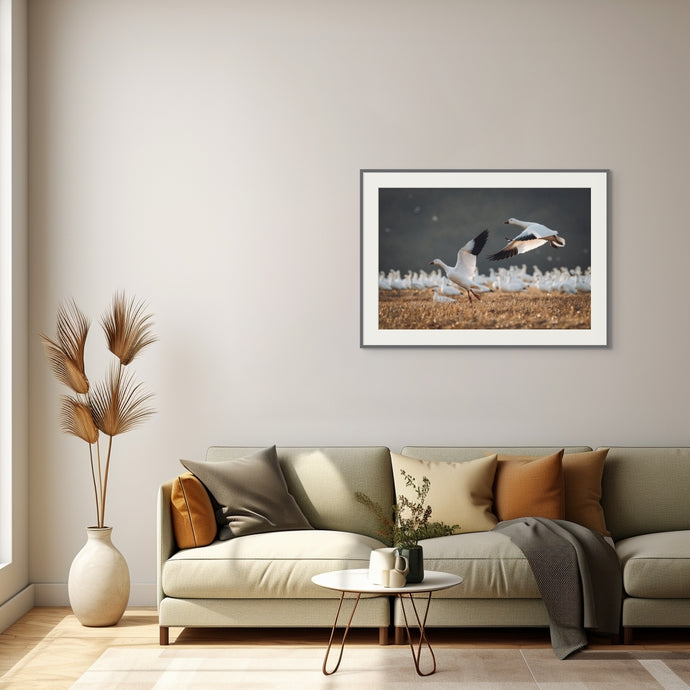 Snow Geese Ascent // Wildlife Art Print