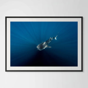 Underwater photo of a whale shark by Joanna Lentini