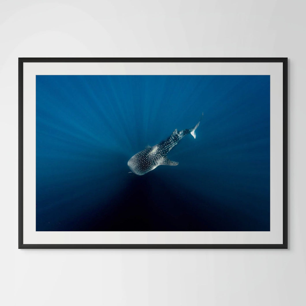 Underwater photo of a whale shark by Joanna Lentini