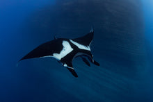 Load image into Gallery viewer, 10&quot; x 10&quot; Framed Art Print // Socorro Manta