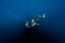 Load image into Gallery viewer, Driftward // Underwater Art Print