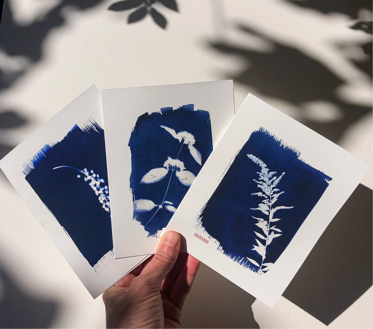 Set of 9 notecards featuring cyanotypes of wildflowers