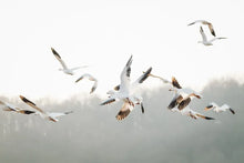 Load image into Gallery viewer, Wild Goose Chase — Wildlife Art Print