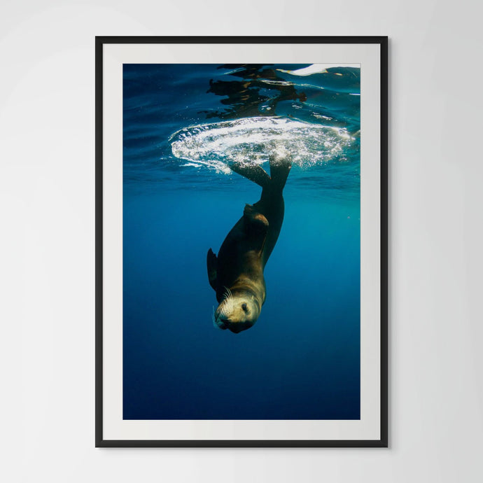 Underwater photo of a sea lion by Joanna Lentini