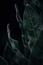 Load image into Gallery viewer, Nature&#39;s Candelabra — Agave Art Print