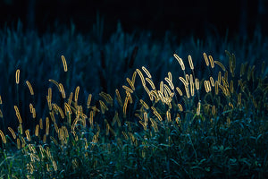Backlit Meadow — Agave Art Print