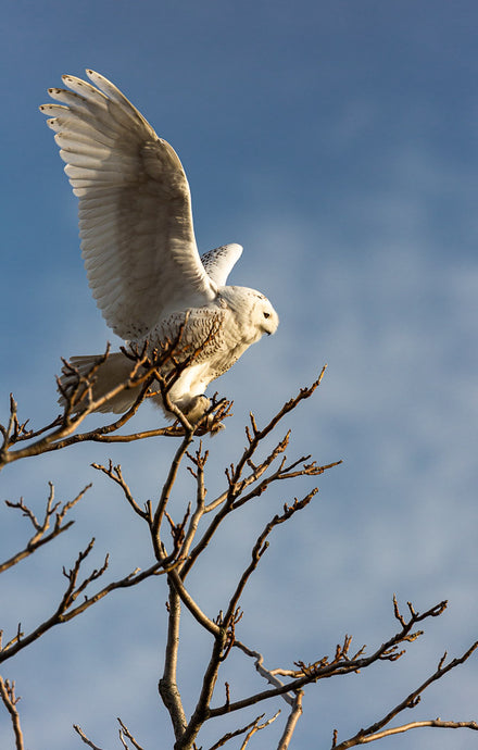 Snowy Owl // Wildlife Art Print