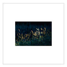 Load image into Gallery viewer, Backlit Meadow — Agave Art Print