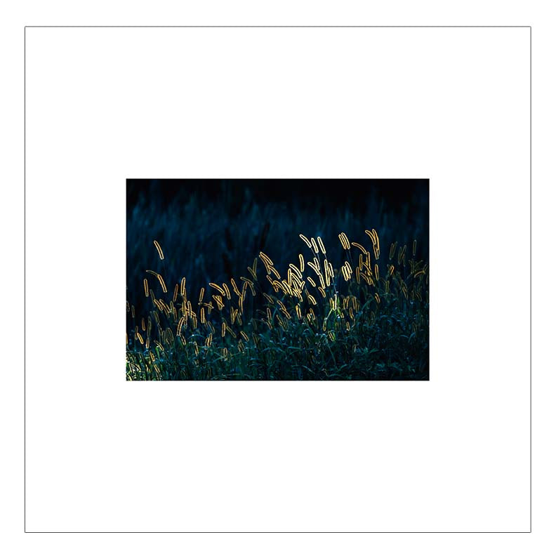 Backlit Meadow — Agave Art Print