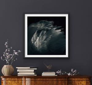 Featherlight — Fine Art Print