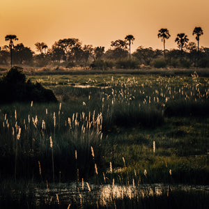 Okavango — Fine Art Print