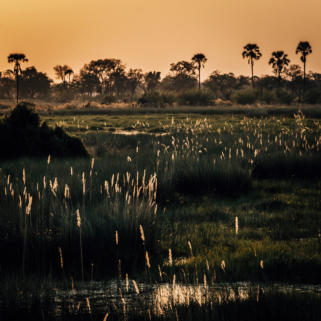 Okavango // Landscape Nature Art Print