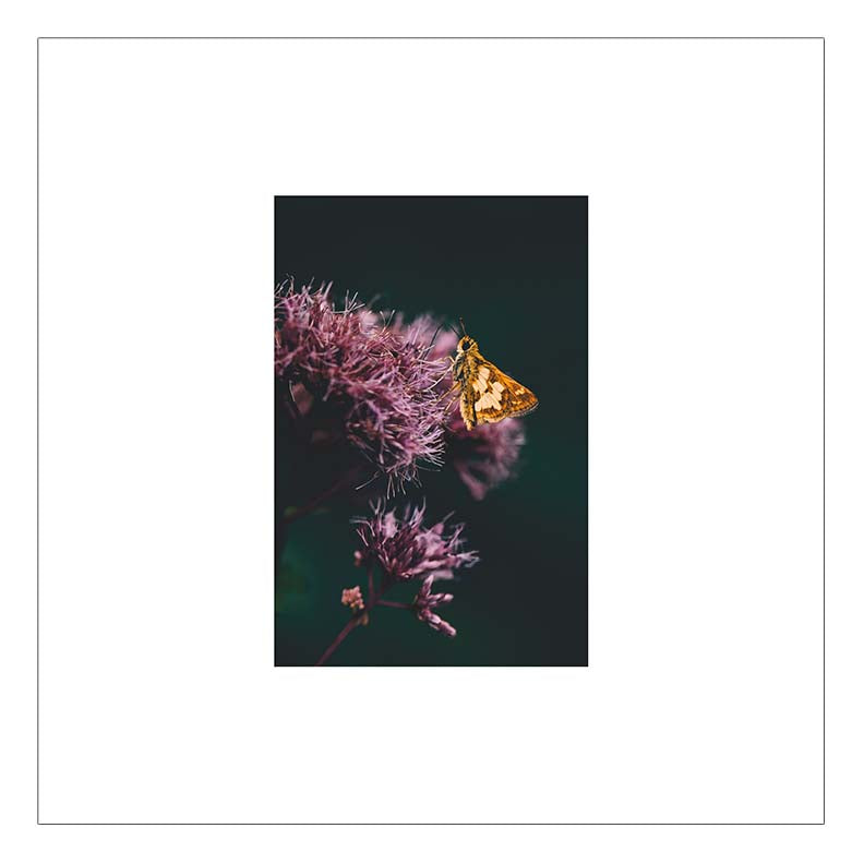 Long Dash Butterfly — Agave Art Print