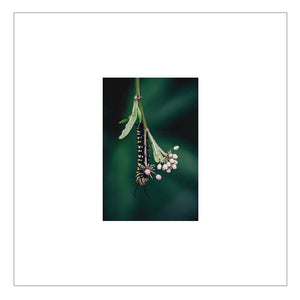 Monarch Caterpillar — Agave Art Print