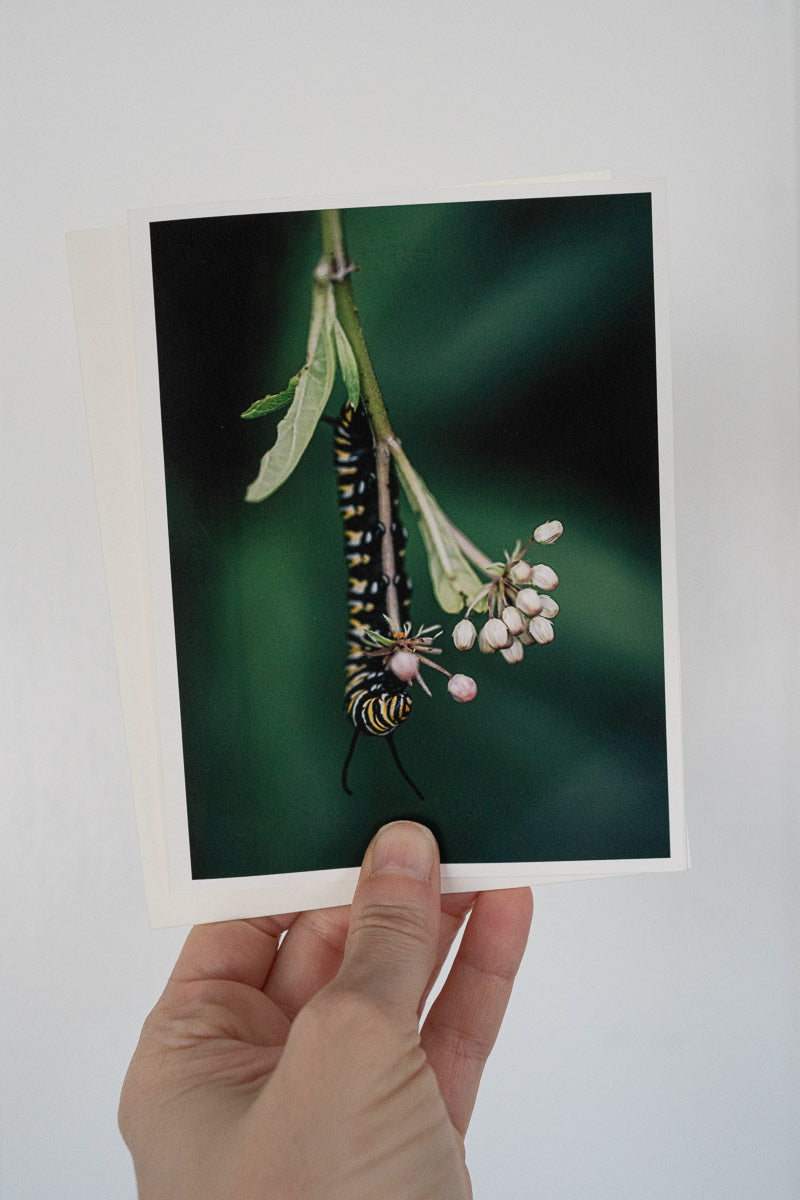 Monarch Caterpillar on Milkweed — Fine Art Notecard