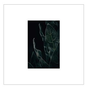 Nature's Candelabra — Agave Art Print