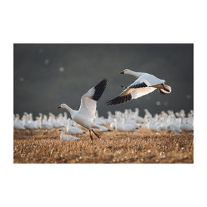 Snow Geese — Fine Art Print