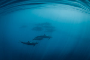 Underwater photo of false orcas by Joanna Lentini