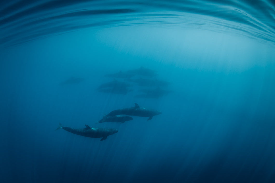 Underwater photo of false orcas by Joanna Lentini