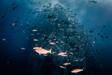 Load image into Gallery viewer, Underwater photo of fish by Joanna Lentini