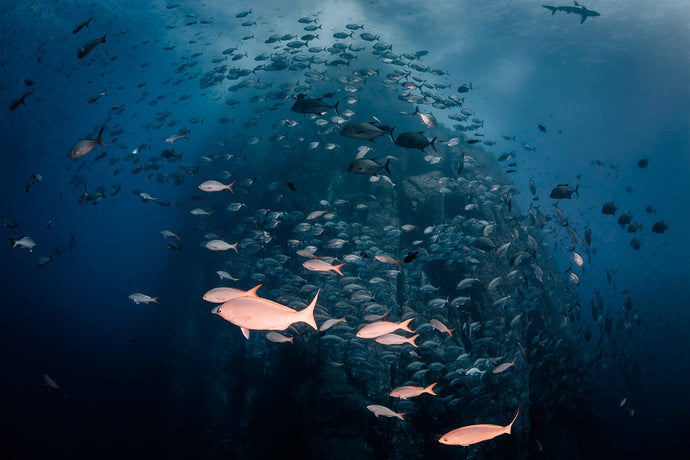 Underwater photo of fish by Joanna Lentini