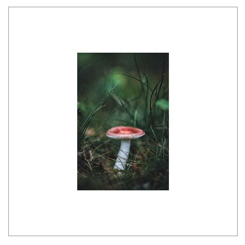 Toadstool — Agave Art Print